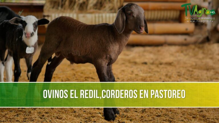 Consejos para comprar cordero fresco de calidad