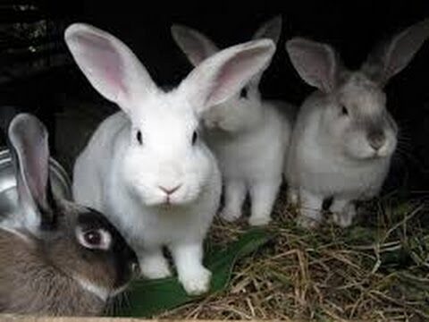 Gu&iacute;a para una Crianza Responsable de Conejos para Carne