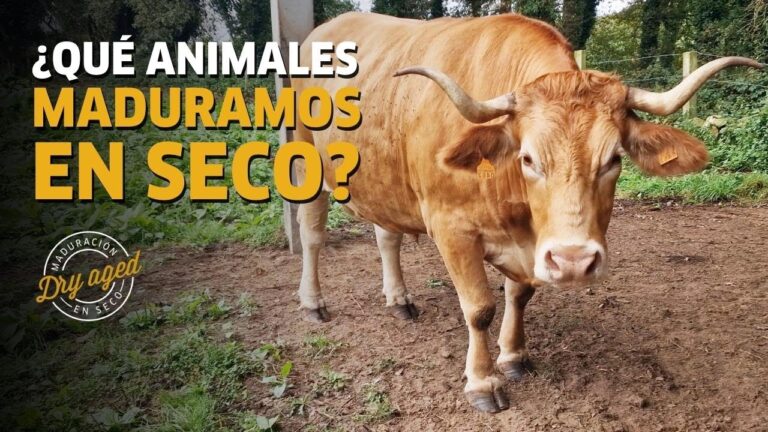 Hamburguesas con auténtico sabor de carne Angus