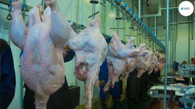 El origen de la carne de avestruz: una historia de alimentación exótica.
