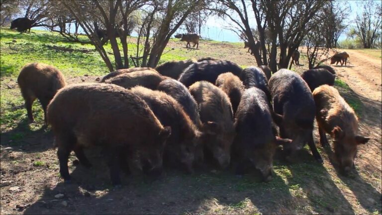 Crianza y alimentaci&oacute;n de jabal&iacute;es: Gu&iacute;a completa