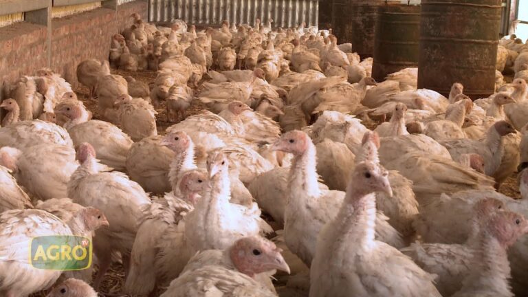 5 Deliciosas Variedades de Carne de Pavo