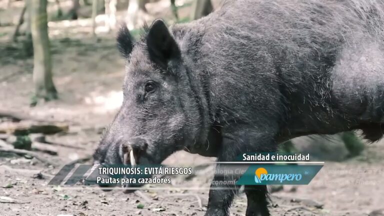 Beneficios de la carne de jabal&iacute; en la dieta