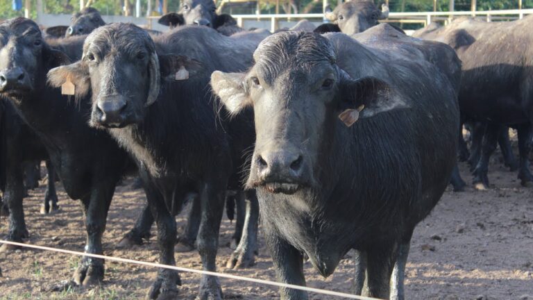 Ventajas de la carne de b&uacute;falo: Una opci&oacute;n saludable y deliciosa